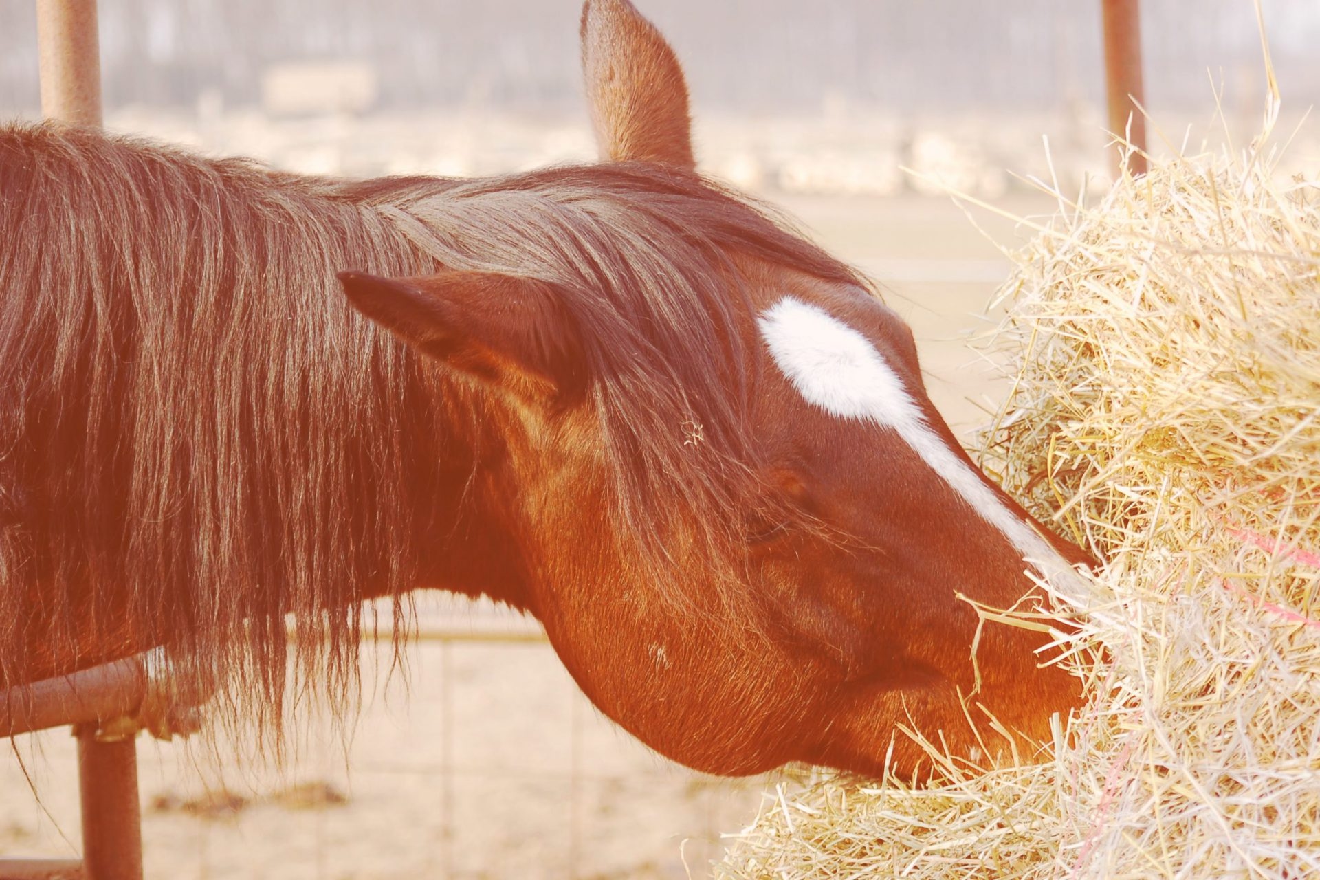 Cavalo-comendo-feno-enfardados-com-fios-agrobaler